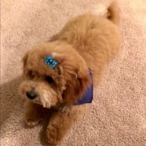 Meet your Posher, Jennifer